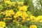 Rhododendron flowers is blooming in spring garden, closeup. Yellow gentle flowers is growing in city park. Landscaping and