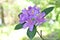Rhododendron flowers. Ericaceae evergreen shrub.