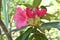 Rhododendron flowers. Ericaceae evergreen shrub.