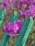 Rhododendron flowers by green palisade