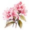 rhododendron flowers isolated on white background. beautiful watercolour style illustration