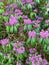 Rhododendron flowers are limp due to the drought