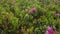 Rhododendron flowers in the Ukrainian Carpathians