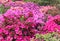 Rhododendron in full bloom with bright pink, coral and magenta flowers. Blooming azalea bushes with plenty of buds and flowers