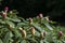 Rhododendron full of buds ready to bloom