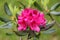 Rhododendron fully open blooming bunch of dark purple flowers surrounded with thick dark green leaves planted in local urban