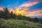 Rhododendron gardens, Roan Mountain, Tennessee