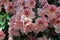 Rhododendron, genus of plant originating in China
