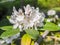 Rhododendron Gomer Waterer - white image