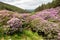 Rhododendron growing in the Vee valley in Ireland.