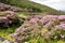 Rhododendron growing in the Vee valley in Ireland