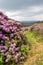 Rhododendron growing in the Vee valley in Ireland