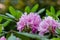 Rhododendron Haaga.  hybrid, decorative look with delicate petals of a pink flower