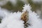 Rhododendron with hoar frost