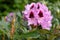 Rhododendron Hybrid Kabarett, Rhododendron hybrid