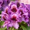 Rhododendron Hybrid Orakel, Rhododendron hybride