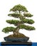 Rhododendron indicum as bonsai tree