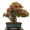 Rhododendron indicum bonsai tree with red flowers