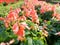 Rhododendron japonicum flowers