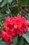 Rhododendron Jean Marie Montague bright red flowers