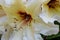 Rhododendron Lakeside Horizon Blossom 02