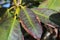 Rhododendron leaves with brown edges