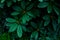 Rhododendron leaves bush as floral natural botanical tropical exotic dark palm jungle foliage backdrop background wallpaper