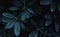 Rhododendron leaves bush as floral natural botanical tropical exotic dark palm jungle foliage backdrop background wallpaper
