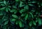 Rhododendron leaves bush as floral natural botanical tropical exotic dark palm jungle foliage backdrop background wallpaper
