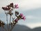 Rhododendron ledebourii or Ledum Siberia flowers against the sun
