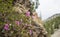 Rhododendron ledebourii on the rocks of Altai mountains