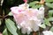 Rhododendron `Loderi King George` scented white flowers flushed pink