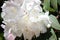 Rhododendron `Loderi King George` scented white flowers flushed pink