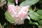 Rhododendron `Loderi King George` scented white flowers flushed pink