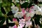 Rhododendron `Loderi King George` scented white flowers flushed pink