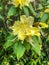 Rhododendron lutescens