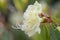 Rhododendron lutescens, side view of pale yellow flower