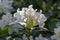 Rhododendron Madame Masson white flowers with yellow dots in bloom, flowering evergreen shrub, green leaves