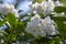 Rhododendron Madame Masson white flowers with yellow dots in bloom, flowering evergreen shrub, green leaves