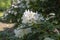 Rhododendron Madame Masson white flowers with yellow dots in bloom, flowering evergreen shrub, green leaves