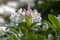 Rhododendron Madame Masson white flowers with yellow dots in bloom, flowering evergreen shrub, green leaves