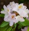 Rhododendron mikkeli, white-pink bunch of flowers, finnish variety,