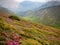 Rhododendron on mountainsides of bucegi mountains in a summer day