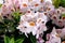Rhododendron `Mrs. Anthony Waterer`, pink flowers with orange brown blotch
