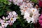 Rhododendron `Mrs. Anthony Waterer`, pink flowers with orange brown blotch