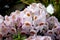 Rhododendron `Mrs. Anthony Waterer`, pink flowers with orange brown blotch