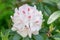 Rhododendron Mrs Lionel de Rothschild, pinkish-white flower with a crimson flare