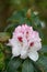 Rhododendron Mrs Lionel de Rothschild, pinkish-white flowers with a crimson flare