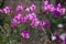 Rhododendron mucronulatum, the Korean rhododendron or Korean rosebay in bloom