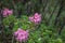 Rhododendron in natural  alpine environment